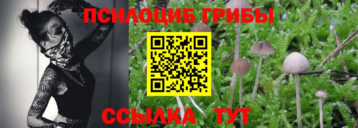 Галлюциногенные грибы Cubensis Кольчугино